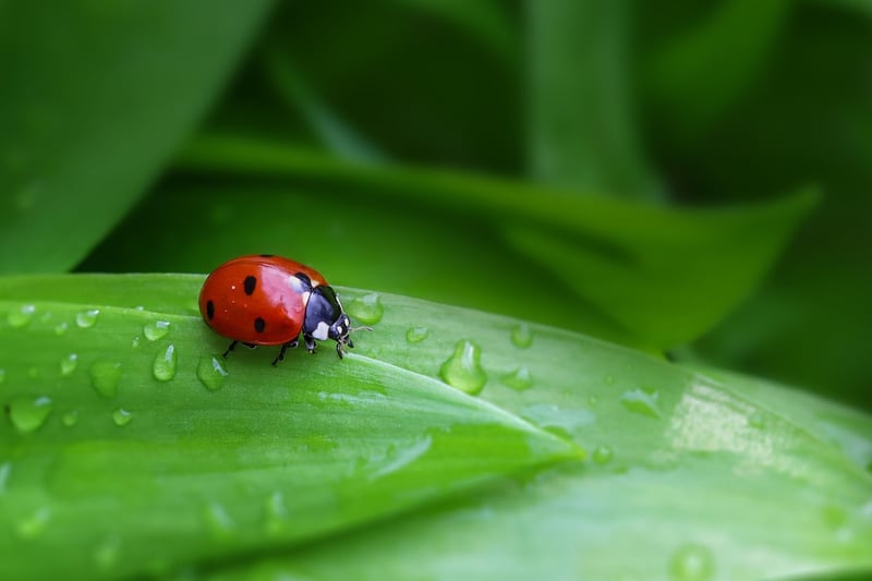 Ladybug in Garden