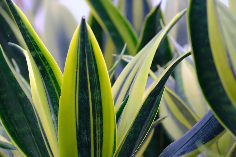 Snake Plant Succulent