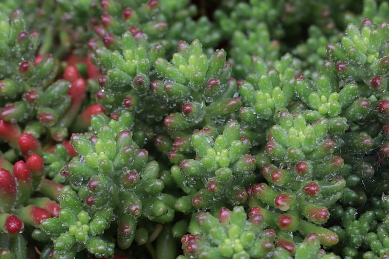 Sedum Succulent