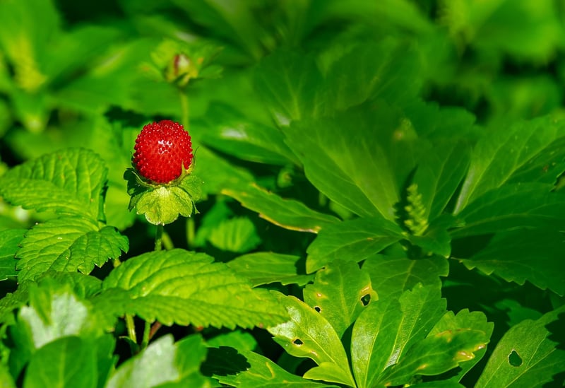 Vertical Strawberry Planter